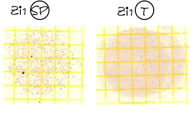 3M Petrifilm